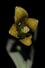 Fritillaria alfredae glaucoviridis