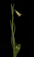 Fritillaria alfredae glaucoviridis