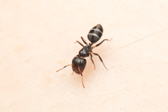Camponotus mackayensis