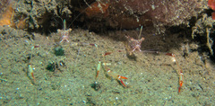 Cuapetes tenuipes