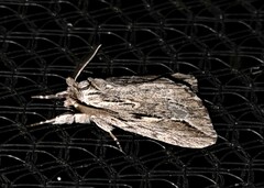 Ecnomodes sagittaria