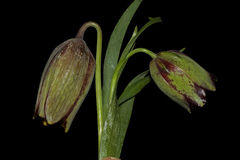 Fritillaria