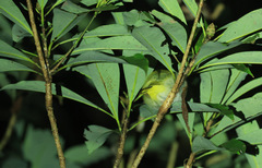 Erpornis zantholeuca