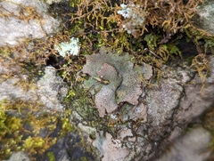 Dermatocarpon muhlenbergii