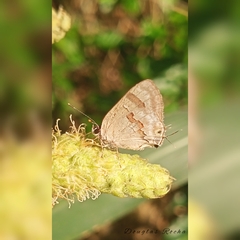 Rubroserrata ecbatana