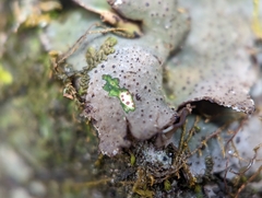 Dermatocarpon muhlenbergii