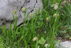 Fritillaria