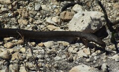 Pseudonaja inframacula