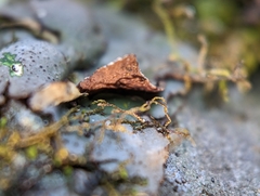 Dermatocarpon muhlenbergii