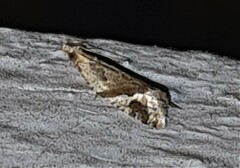 Euphona euphona