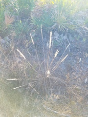 Aristida spiciformis