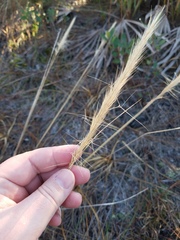 Aristida spiciformis