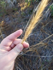 Aristida spiciformis