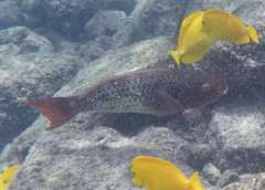 Scarus rubroviolaceus