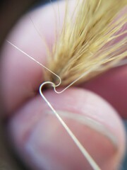 Aristida spiciformis