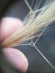 Aristida spiciformis