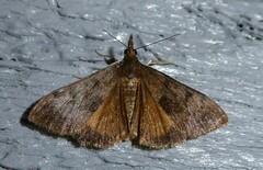 Uresiphita maorialis