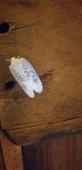 Poekilloptera phalaenoides