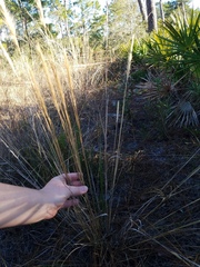 Aristida spiciformis