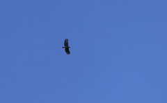 Nisaetus nipalensis