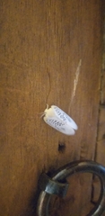 Poekilloptera phalaenoides