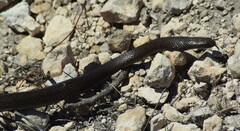 Pseudonaja inframacula