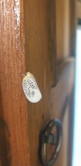 Poekilloptera phalaenoides