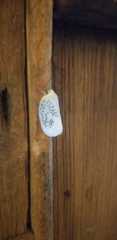 Poekilloptera phalaenoides