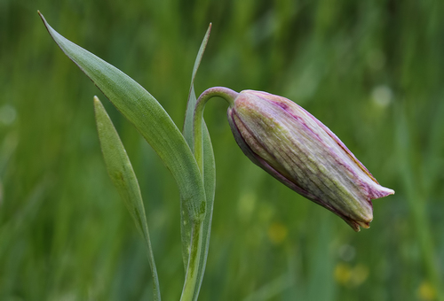 Fritillaria whittallii