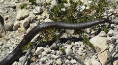 Pseudonaja inframacula