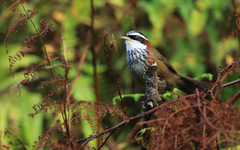 Pomatorhinus musicus