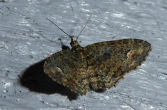 Pasiphilodes testulata