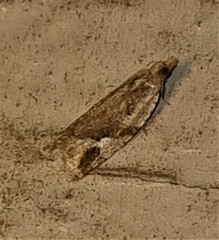 Euphona euphona