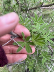 Lupinus albifrons