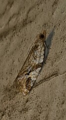 Euphona euphona