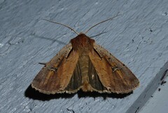 Ichneutica atristriga