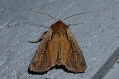 Ichneutica atristriga