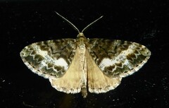 Pseudocoremia lactiflua