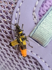 Chauliognathus imperialis