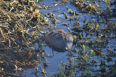 Myocastor coypus