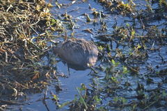 Myocastor coypus