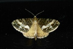 Pseudocoremia lactiflua