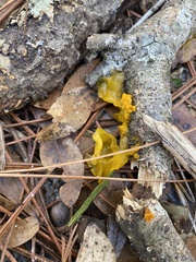 Tremella mesenterica image