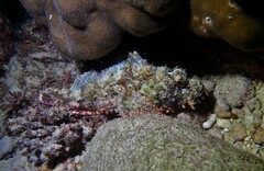Scorpaenopsis oxycephalus