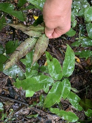 Diplazium donianum