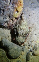 Scorpaenopsis oxycephalus