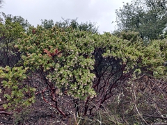 Arctostaphylos auriculata