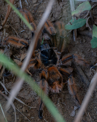 Phrixotrichus vulpinus