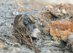 Passerculus sandwichensis beldingi