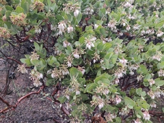 Arctostaphylos auriculata